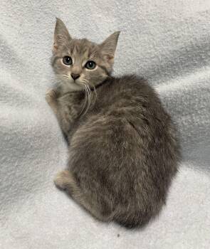 Burrito -  Domestic Short Hair Cat for Adoption in Jackson, Michigan - Burrito | PetCurious