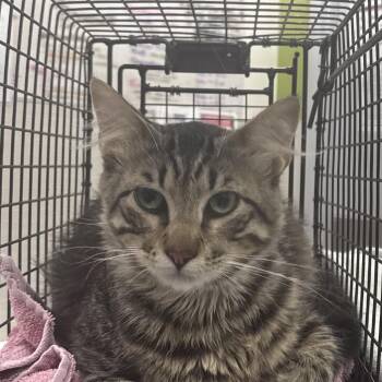 Columbo -  Domestic Short Hair Cat for Adoption in Las Cruces, New Mexico - Columbo | PetCurious