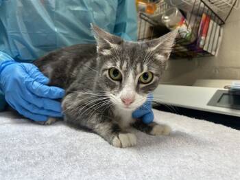 Rescue Domestic Short Hair Cats for Adoption in Raleigh, North Carolina - MAMA SPICE | PetCurious