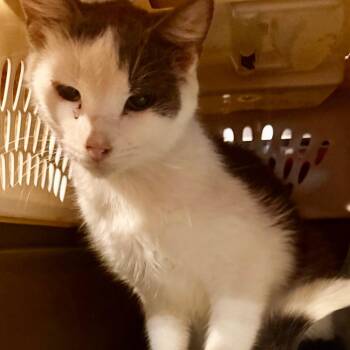 Hippo -  Domestic Short Hair Cat for Adoption in Granby, Missouri - Hippo | PetCurious