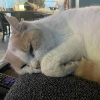 Rescue Domestic Short Hair Cats for Adoption in Cincinnati, Ohio - Chai | PetCurious