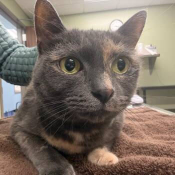 Cleo de Nile -  Domestic Short Hair Cat for Adoption in Binghamton, New York - Cleo De Nile | PetCurious