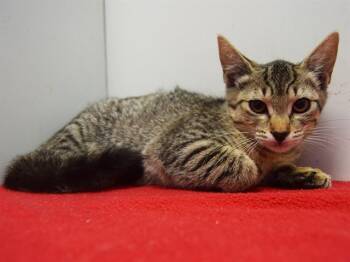 Rescue Domestic Short Hair Cats for Adoption in Sacramento, California - PEPE | PetCurious