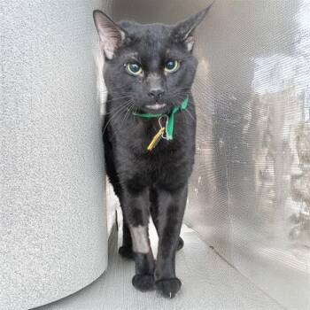 SHADOW -  Domestic Short Hair Cat for Adoption in St. Louis, Missouri - SHADOW | PetCurious