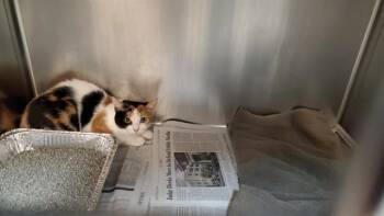 THELMA -  Domestic Short Hair Cat for Adoption in Aurora, Illinois - THELMA | PetCurious
