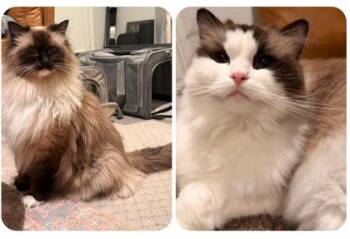 Mama Girl (bonded to Mr. Oliver) -  Ragdoll Cat for Adoption in Fort Worth, Texas - Mama Girl (bonded To Mr. Oliver) | PetCurious