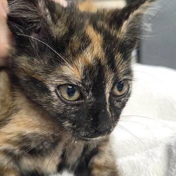 Daisey-mae -  Domestic Short Hair Cat for Adoption in Newark, New Jersey - Daisey-mae | PetCurious
