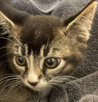 Myrtle -  Tabby and Domestic Short Hair Cat for Adoption in Island Lake, Illinois - Myrtle | PetCurious