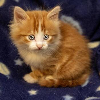 Tapatio -  Domestic Short Hair Cat for Adoption in Wichita, Kansas - Tapatio | PetCurious