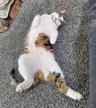 Transformer -  Domestic Short Hair Cat for Adoption in Garden City, Michigan - Transformer | PetCurious
