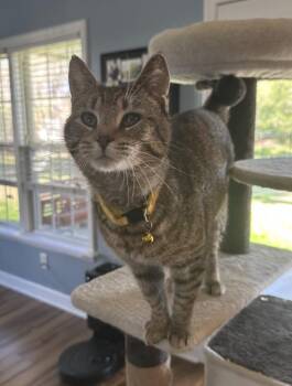 Domestic Short Hair and Tabby Cats Available for Adoption - Sugar | PetCurious