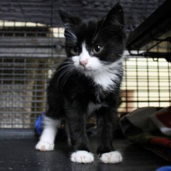 Needoh -  Domestic Medium Hair Cat for Adoption in Billings, Montana - Needoh | PetCurious
