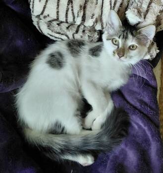 Topaz -  Turkish Van and Maine Coon Cat for Adoption in Melbourne, Florida - Topaz | PetCurious