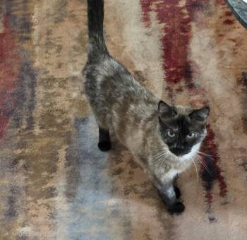 Misha -  Siamese Cat for Adoption in Fort Collins, Colorado - Misha | PetCurious