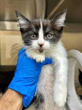 Skunk -  Domestic Short Hair Cat for Adoption in Wichita, Kansas - Skunk | PetCurious