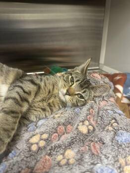 Domestic Short Hair Cats Available for Adoption in Hilton Head Island, South Carolina - Hype | PetCurious
