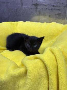 Domestic Short Hair Cats Available for Adoption in Jurupa Valley, California - Volta | PetCurious