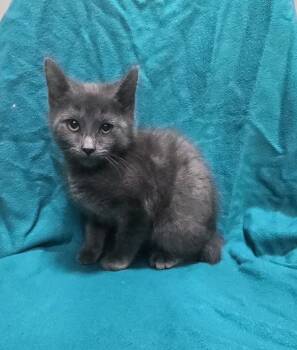 Crisp -  Domestic Short Hair Cat for Adoption in Dickson, Tennessee - Crisp | PetCurious