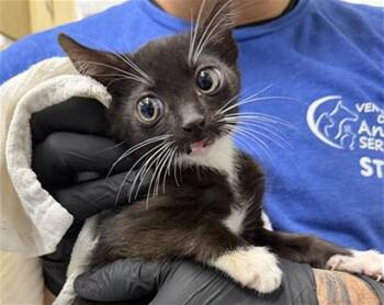 LARRY -  Domestic Short Hair Cat Available for Adoption in Camarillo, California - LARRY | PetCurious