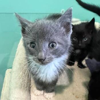 Brewers -  Domestic Short Hair Cat for Adoption in Marion, Virginia - Brewers | PetCurious