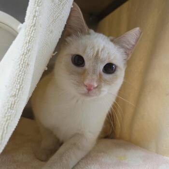 Doo Wop -  Domestic Short Hair Cat for Adoption in Plover, Wisconsin - Doo Wop | PetCurious