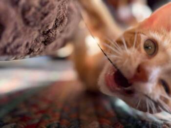 Rescue Domestic Short Hair Cats for Adoption in Grand Forks, North Dakota - MEENY | PetCurious