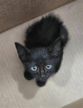 Domestic Short Hair Cats Available for Adoption in Dallas, Texas - BATGIRL | PetCurious