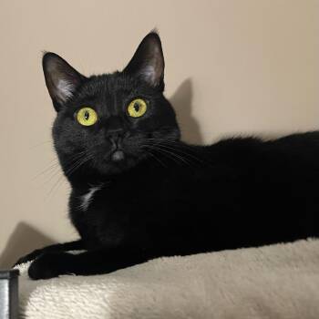 Mala -  Domestic Short Hair Cat for Adoption in Asheville, North Carolina - Mala | PetCurious