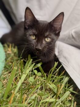 Lionel-Transport -  Domestic Short Hair Cat for Adoption in Gradyville, Kentucky - Lionel-Transport | PetCurious