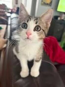 Turtle -  Domestic Short Hair Cat for Adoption in Magnolia, Texas - Turtle | PetCurious