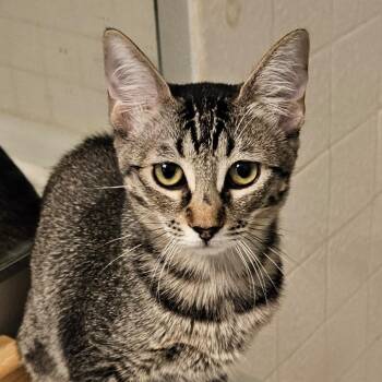 Mary -  Domestic Short Hair Cat for Adoption in Las Vegas, Nevada - Mary | PetCurious