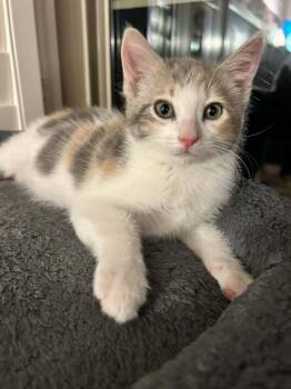 Domestic Short Hair Cats Available for Adoption in San Tan Valley, Arizona - Heidi | PetCurious