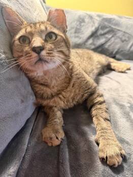 Rhyder -  Domestic Short Hair Cat for Adoption in Pawtucket, Rhode Island - Rhyder | PetCurious