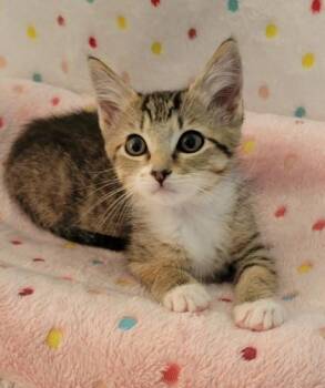 Riley -  Domestic Short Hair Cat for Adoption in King William, Virginia - Riley | PetCurious