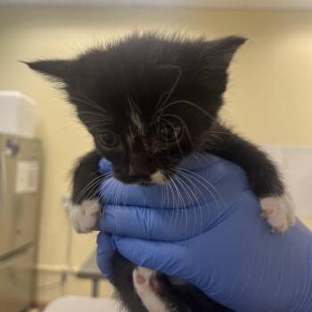 Domestic Short Hair Cats Available for Adoption in Park City, Utah - Shallot | PetCurious