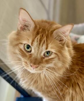 Domestic Medium Hair Cats Available for Adoption in Prescott, Arizona - KOLBE | PetCurious