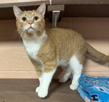 Domestic Short Hair Cats Available for Adoption in Olean, New York - Nascar | PetCurious