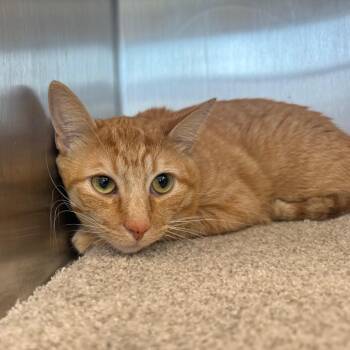 Pumba -  Domestic Short Hair Cat for Adoption in Sand Springs, Oklahoma - Pumba | PetCurious