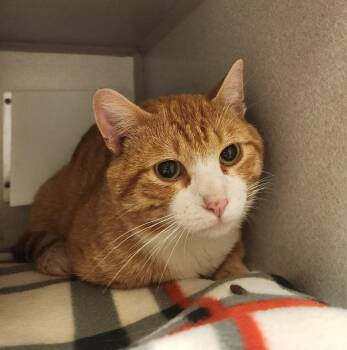 Rescue Domestic Short Hair Cats for Adoption in Mason City, Iowa - Benji | PetCurious