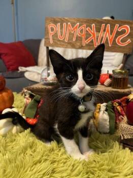 Rescue Domestic Short Hair Cats for Adoption in Lake Orion, Michigan - Wesley Woo | PetCurious