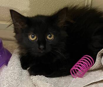 Clawdette -  Domestic Long Hair Cat for Adoption in Christiansburg, Virginia - Clawdette | PetCurious