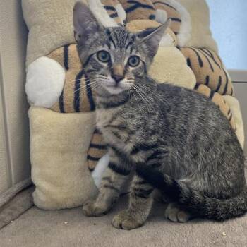 Rescue Domestic Short Hair Cats for Adoption in Hawthorne, California - Orion | PetCurious