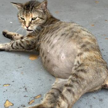 Eliza Hamilton -  Domestic Short Hair Cat for Adoption in New York, New York - Eliza Hamilton | PetCurious