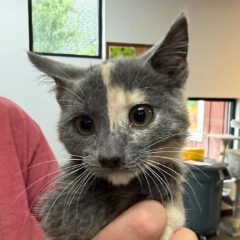 Shelby -  Domestic Short Hair Cat for Adoption in Idaho Falls, Idaho - Shelby | PetCurious