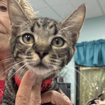 Raven -  Domestic Short Hair Cat for Adoption in Buffalo, New York - Raven | PetCurious