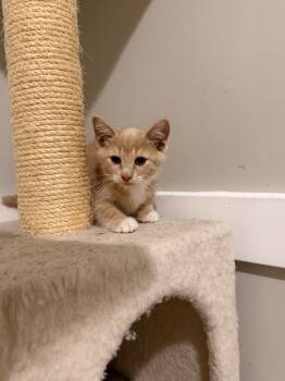 Rescue Domestic Medium Hair Cats for Adoption in Newnan, Georgia - *Aerosmith | PetCurious