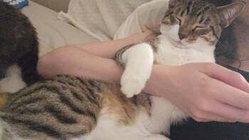 Junior (nooner) -  Domestic Short Hair Cat for Adoption in Fayetteville, Arkansas - Junior (nooner) | PetCurious