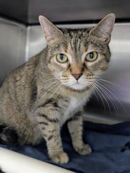 Piglett -  Domestic Short Hair Cat for Adoption in Springfield, Illinois - Piglett | PetCurious