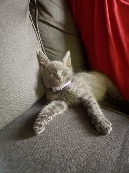 Ash -  Domestic Short Hair Cat for Adoption in Lancaster, California - Ash | PetCurious