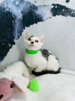 Stellio -  Turkish Van and Domestic Short Hair Cat for Adoption in Tavares, Florida - Stellio | PetCurious